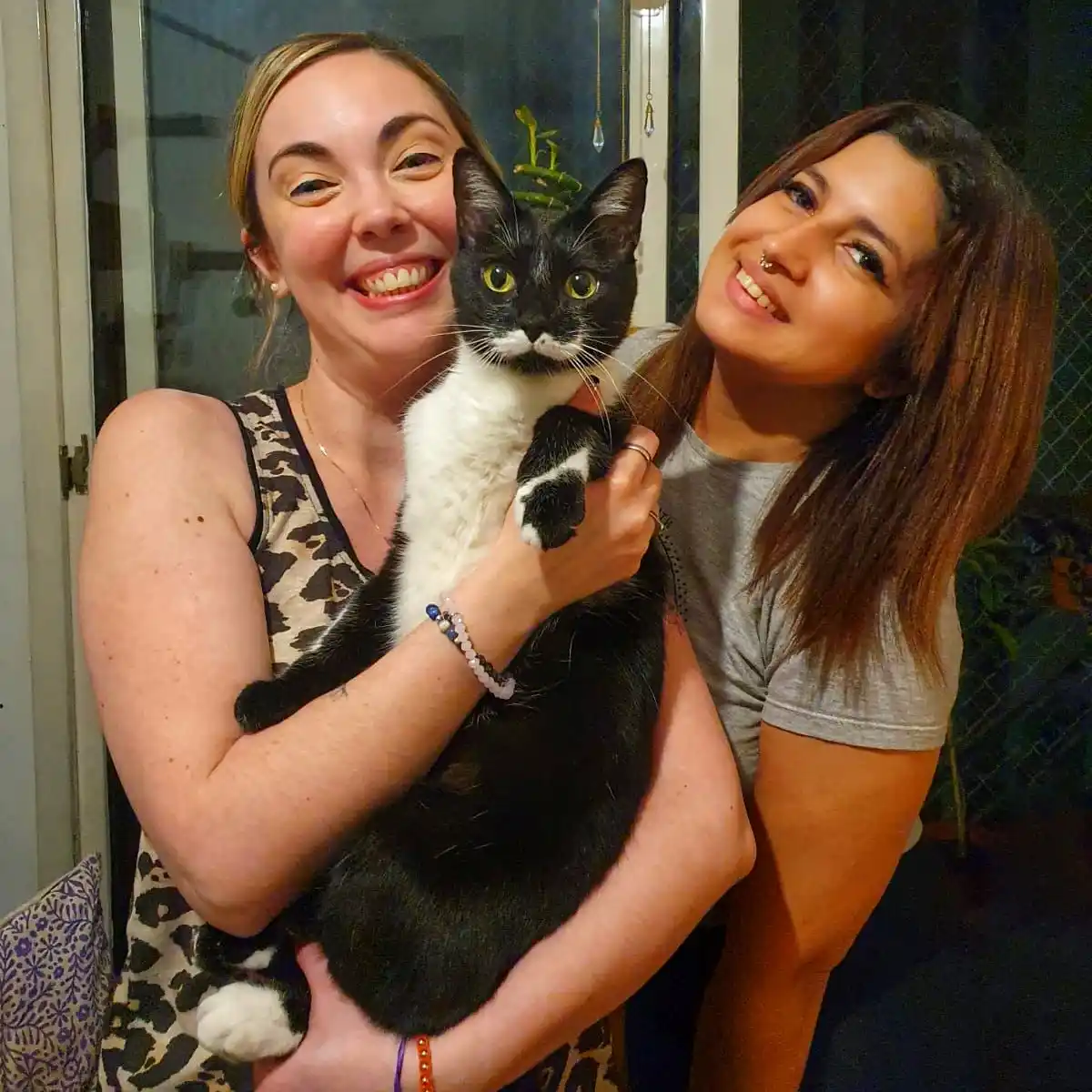Foto ilustrativa del servicio de 'Catsitting'